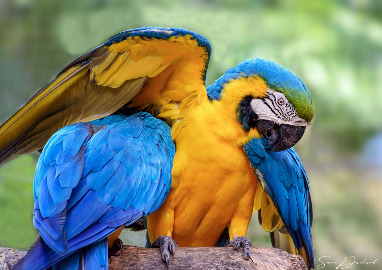 Blue and yellow Macaws