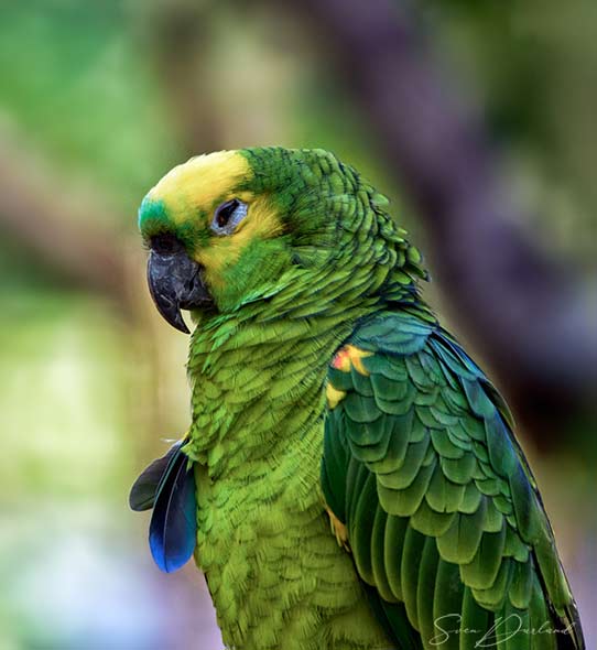 Yellow-crowned green Parrot