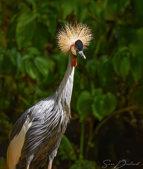 African Crested Crane