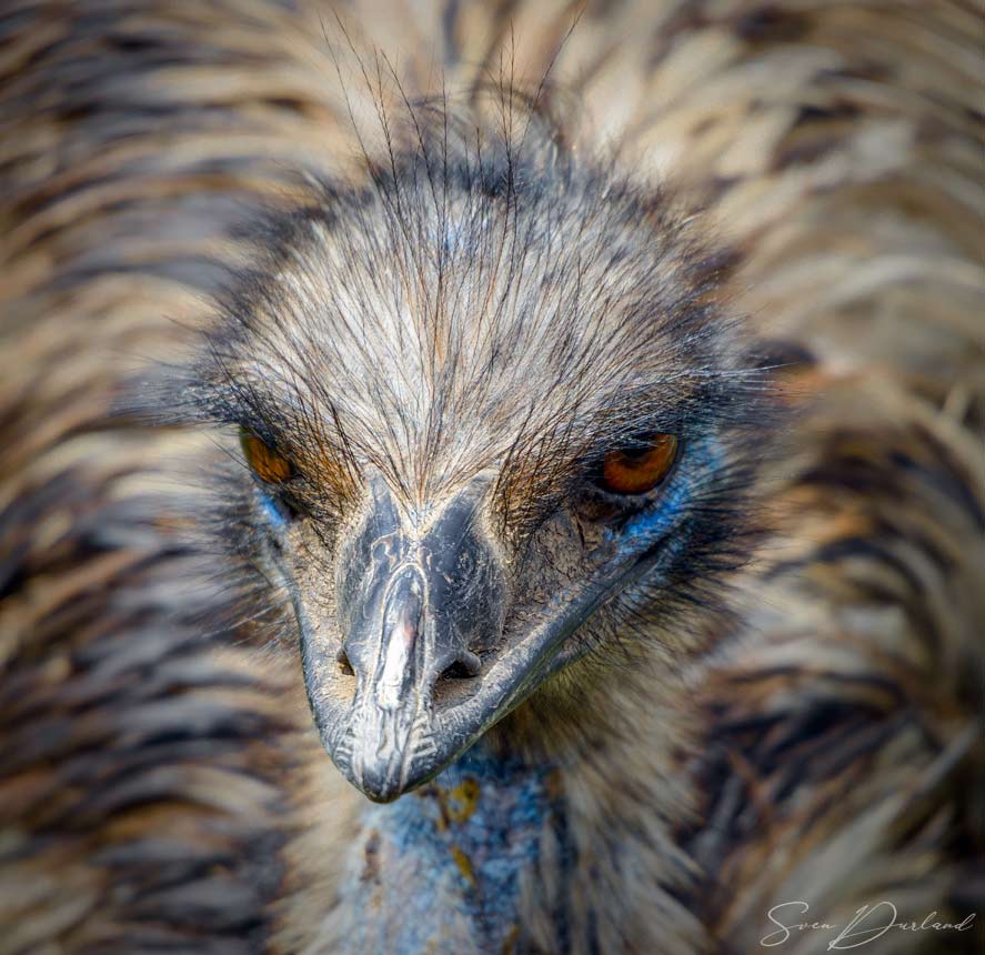 Emu close up