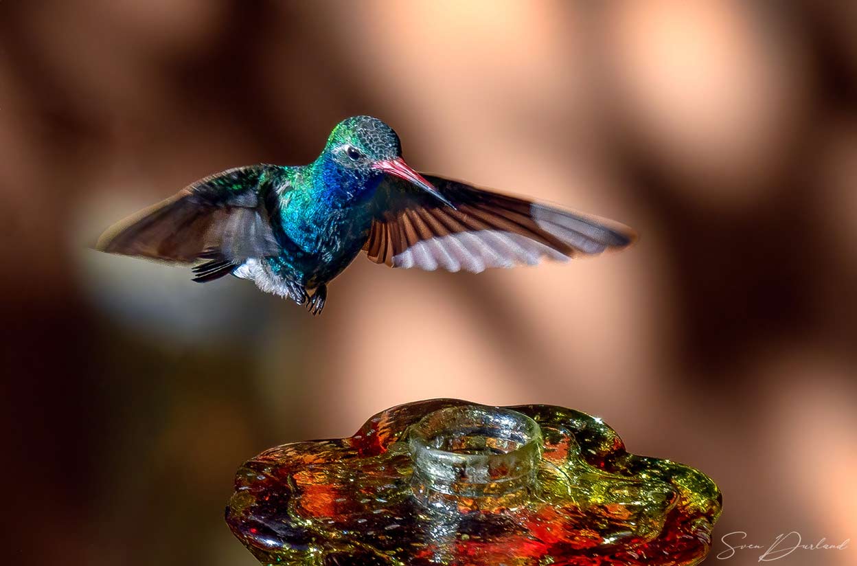 hummingbird