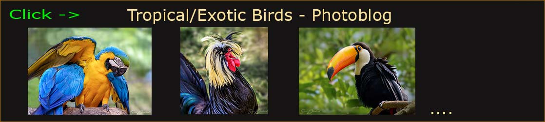 Sven Durland photoblog header