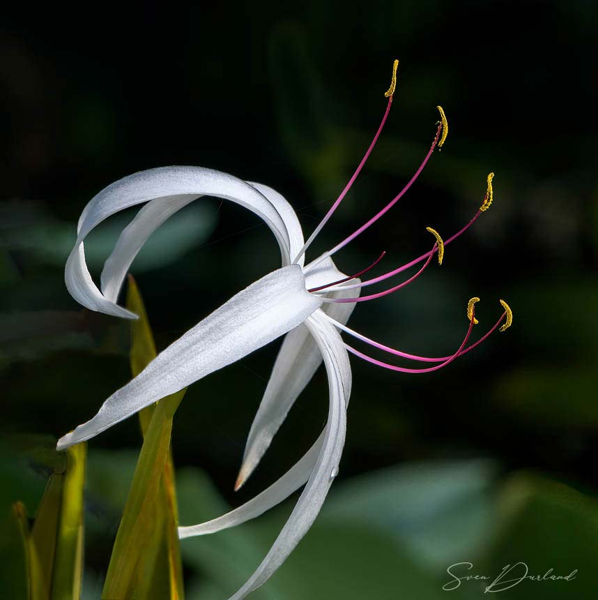 White water lily