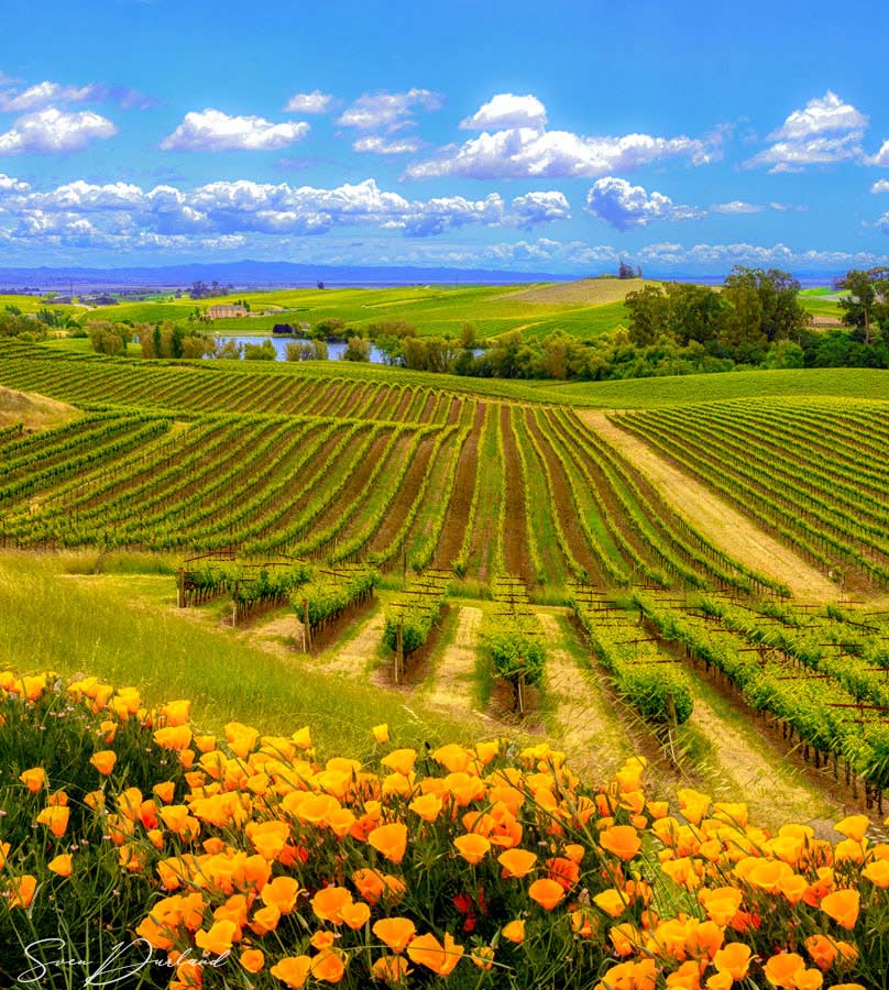 Spring in Napa Valley
