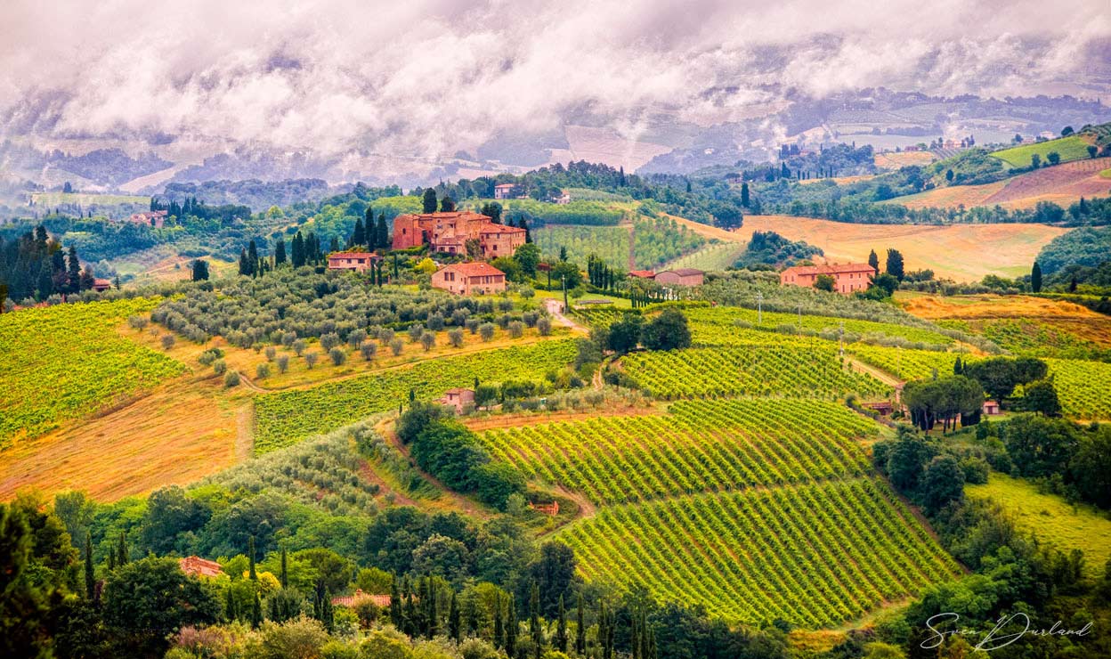 Vineyard in Tuscany