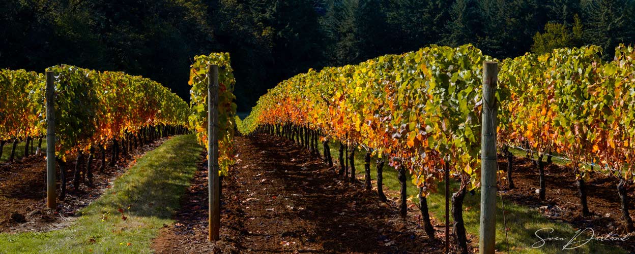 vineyard view in the fall