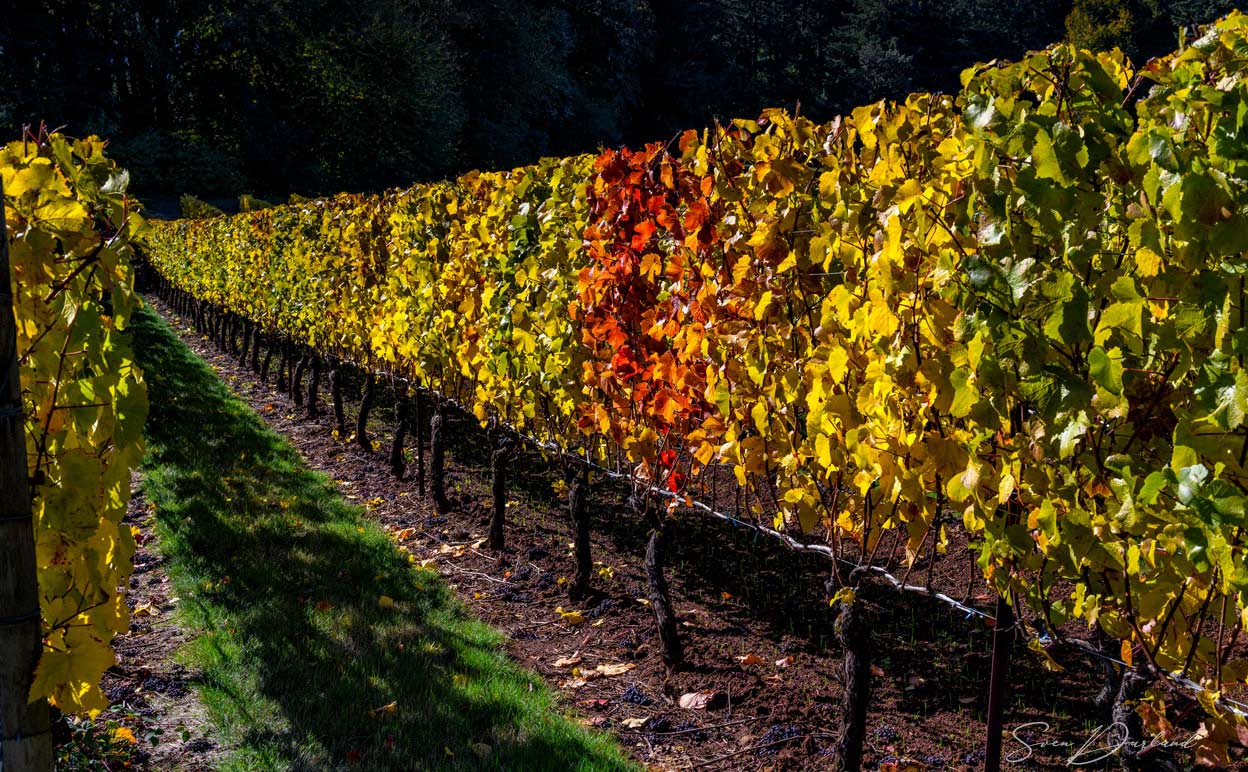 colorfull vineyard view