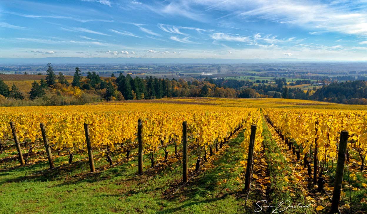 Oregon vineyard view