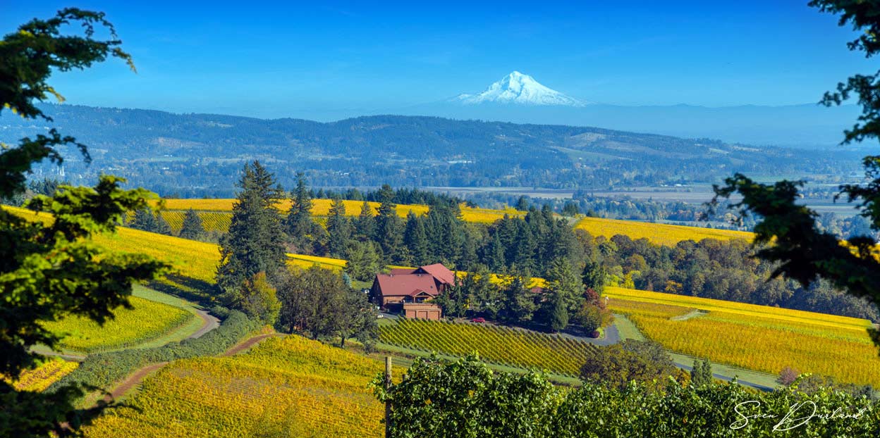 Oregon vineyard view with Mt Hood