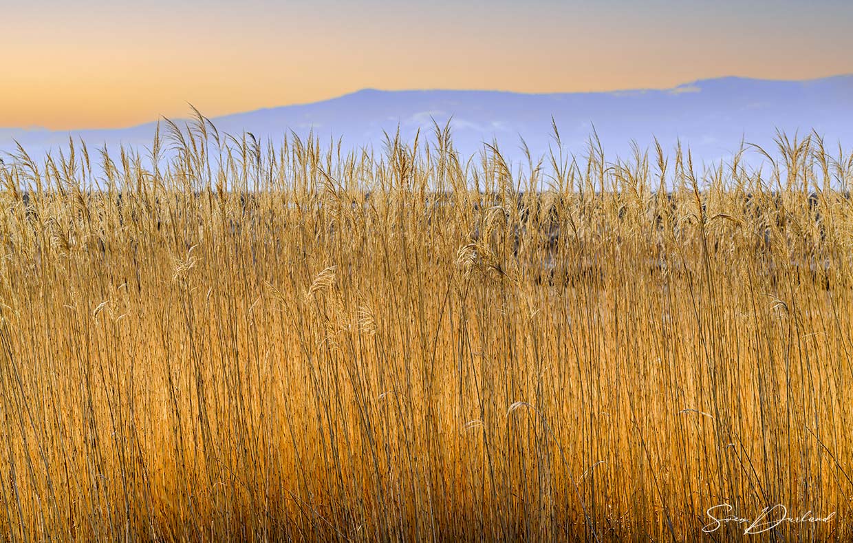 landscape with curtain of grass