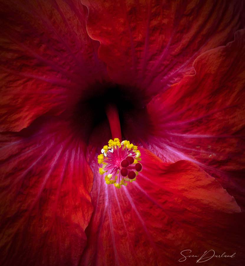 Artistic photo of Hibiscus pistil and stamens