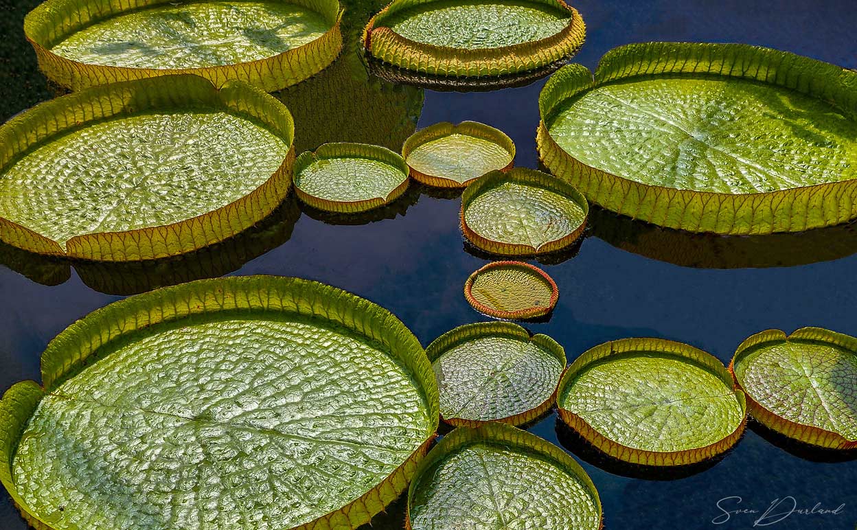 Giant waterlily pads