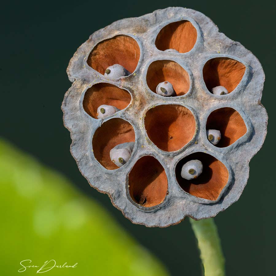 Close up photo of Lotus seed pod