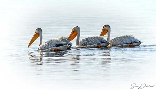 3 pelicans on water