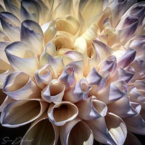 Extreme close up of dahlia flower