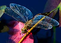 Dragon Fly